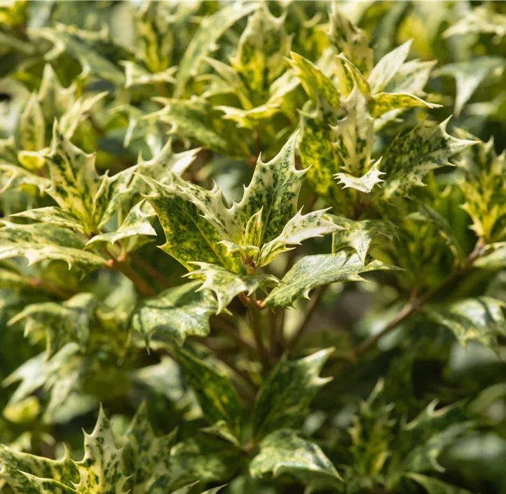 Stachelblättrige Duftblüte 'Tricolor' Stachelblättrige Duftblüte 'Tricolor'
