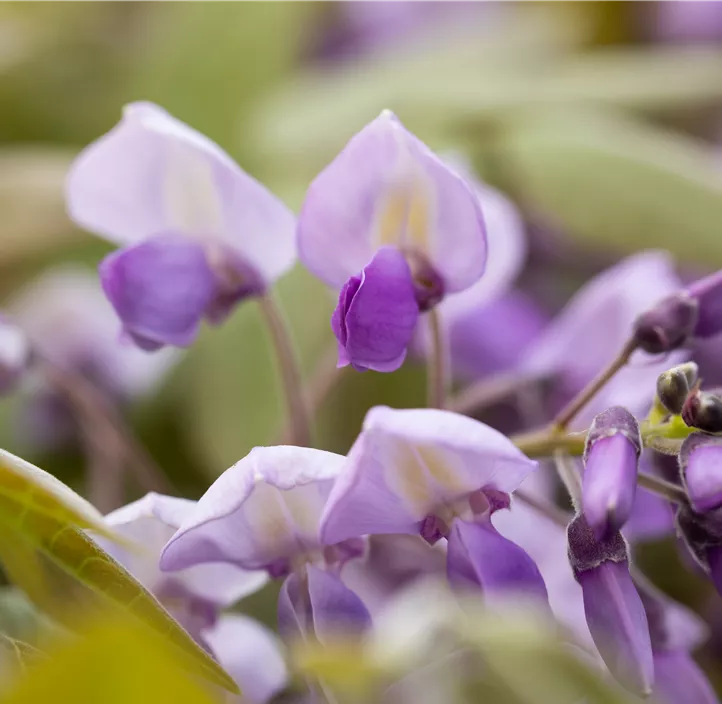 chin. Blauregen 'Prolific'