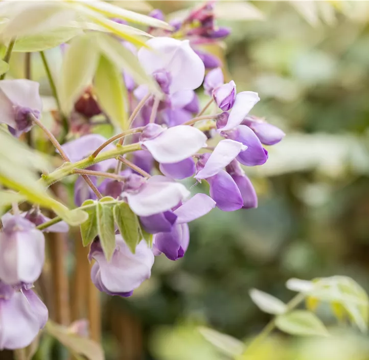 chin. Blauregen 'Prolific'