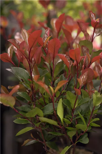 glanzmispel farben Glanzmispel Red Robin (Photinia x fraseri 'Red Robin') | 100-125 cm im Topf