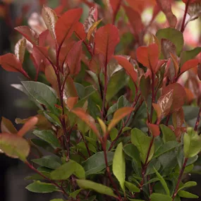 Photinia fraseri 'Carre Rouge' (Lieferartikel)