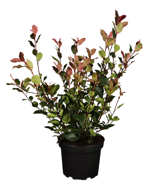 philodendron verrucosum ebay Philodendron verrucosum – Carnivero