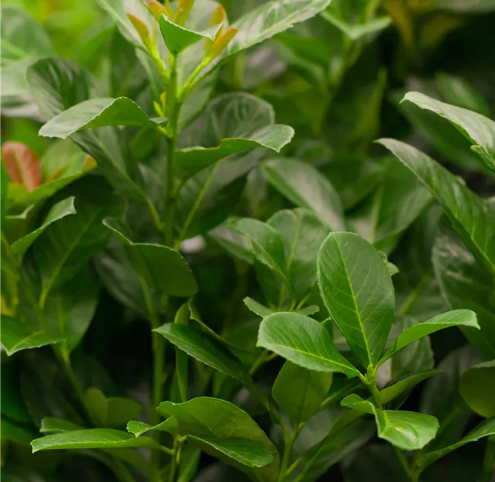 Kirschlorbeer 'Etna'®
