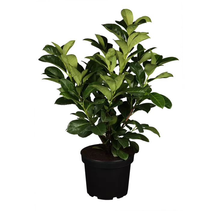 Kirschlorbeer 'Etna'®