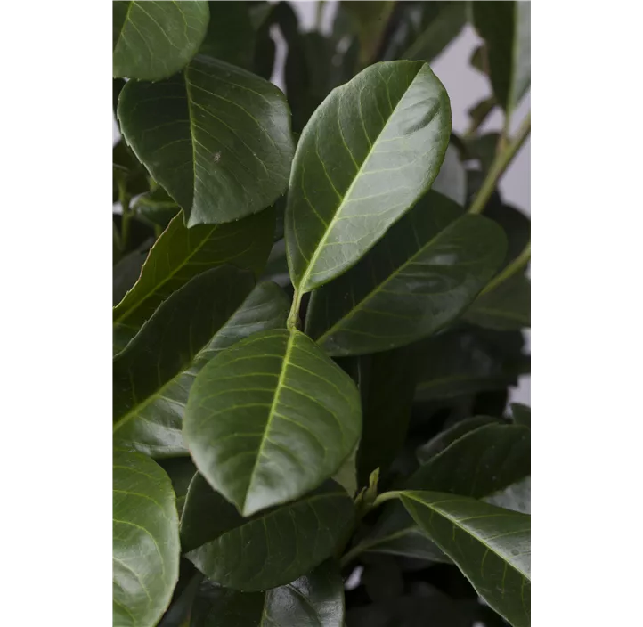Kirschlorbeer 'Etna'®