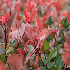 Photinia fraseri Little Red Robin