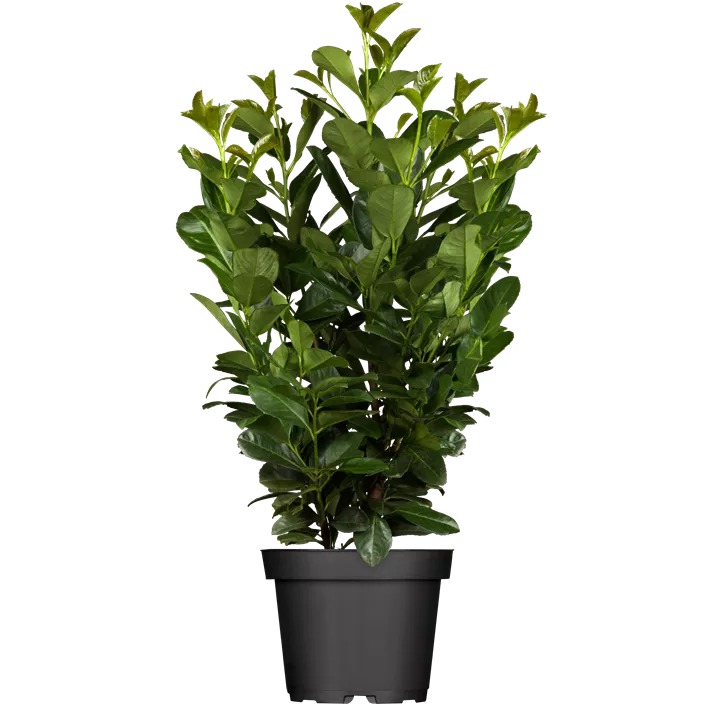 Kirschlorbeer 'Etna'®