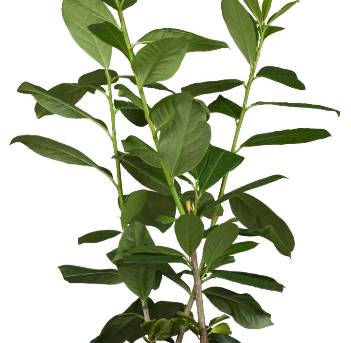 Kirschlorbeer 'Etna'® Kirschlorbeer 'Etna'®