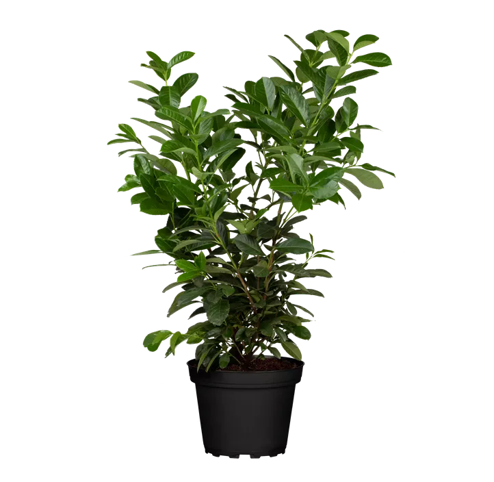 Kirschlorbeer 'Etna'®