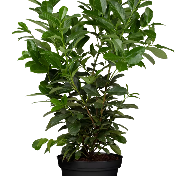 Kirschlorbeer 'Etna'® Kirschlorbeer 'Etna'®