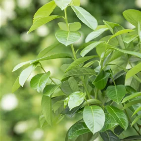 Prunus lusitanica Etna