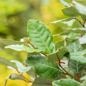 Elaeagnus ebbingei Compacta