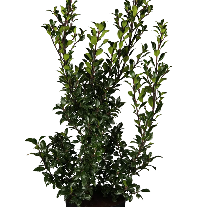 Stechpalme 'Heckenstar'(s)