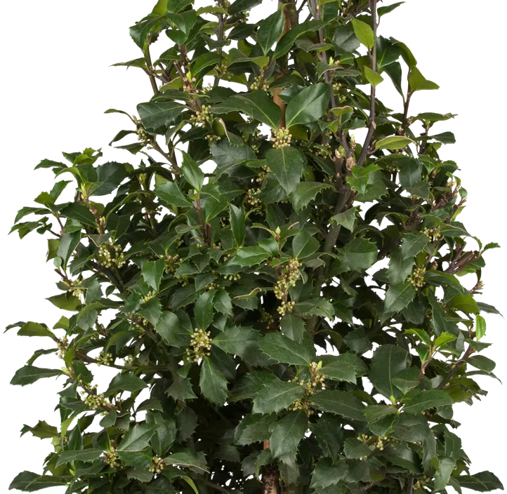 Stechpalme 'Heckenstar'(s)