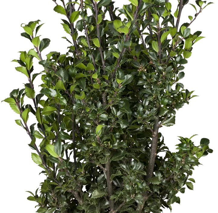 Stechpalme 'Heckenstar'(s)