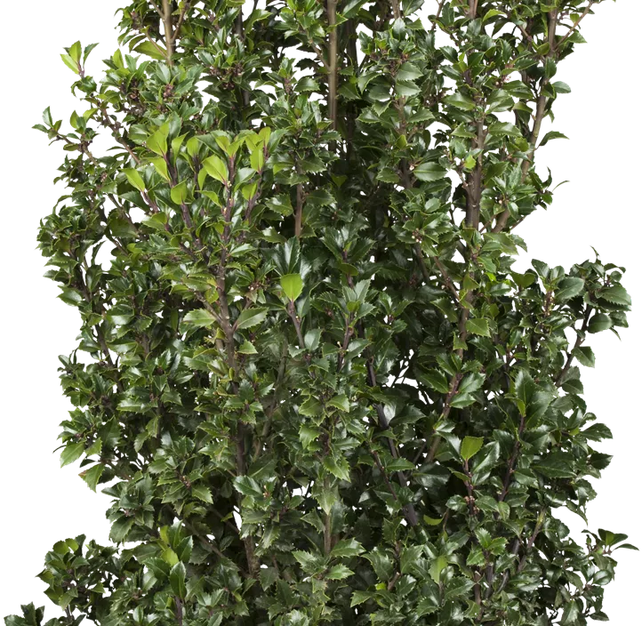 Stechpalme 'Heckenstar'(s)