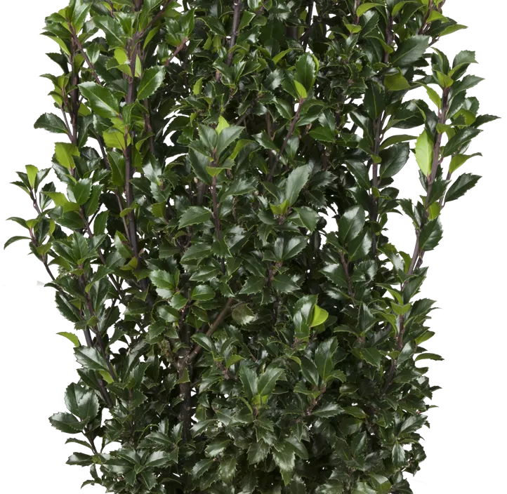 Stechpalme 'Heckenstar'(s)