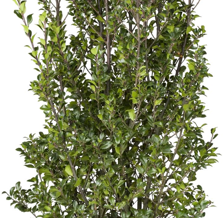 Stechpalme 'Heckenstar'(s)