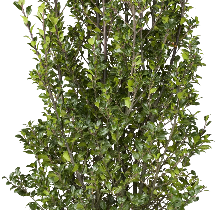 Stechpalme 'Heckenstar'(s)