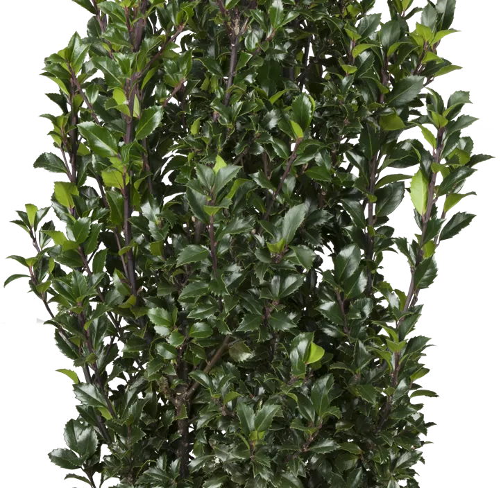 Stechpalme 'Heckenstar'(s)