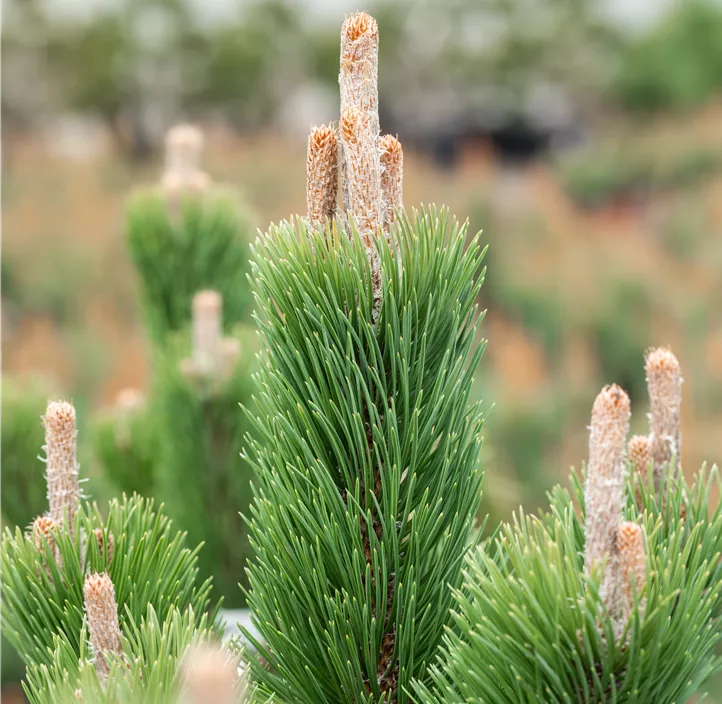 Schwarzkiefer 'Oregon Green' Schwarzkiefer 'Oregon Green'