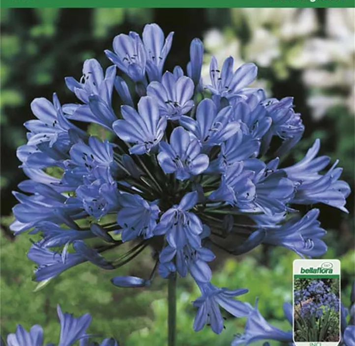 Schmucklilie blau Schmucklilie blau