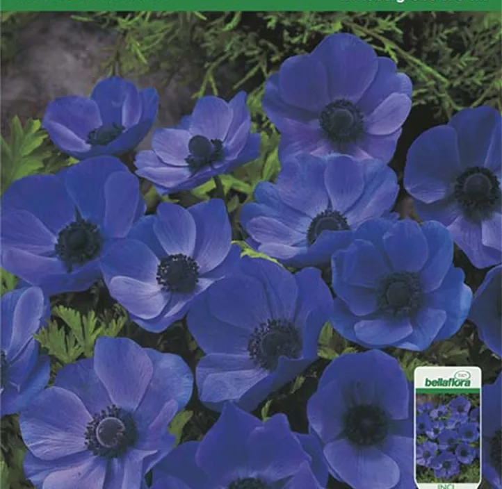 Anemone Mr. Fokker Anemone Mr. Fokker