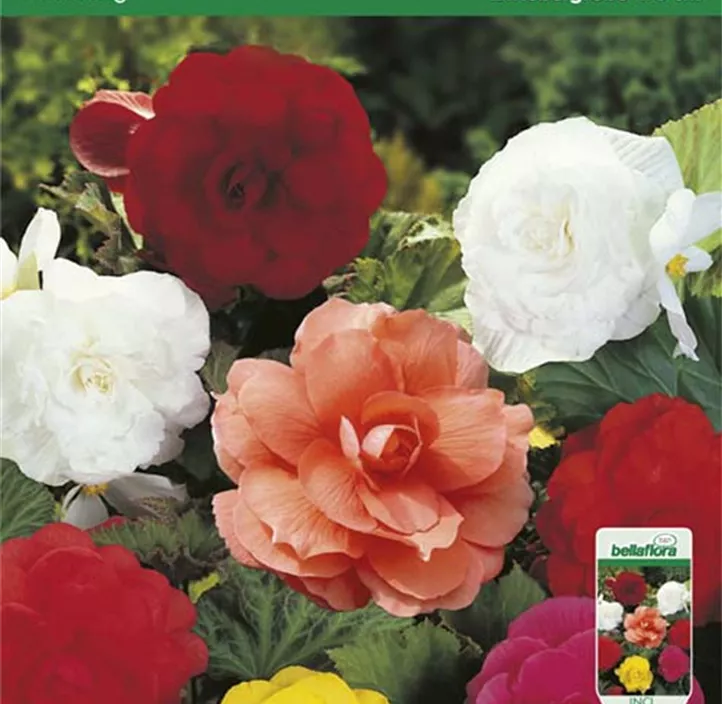 Knollenbegonie gefüllt Knollenbegonie gefüllt