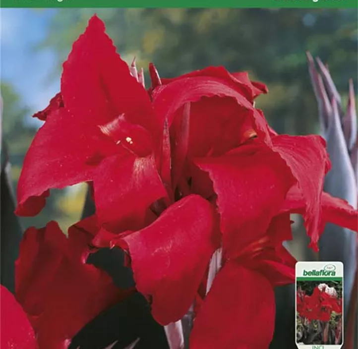 Blumenrohr Black Night Blumenrohr Black Night