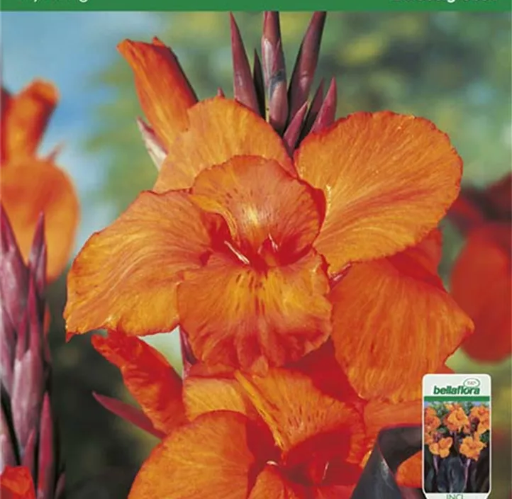 Blumenrohr Wyoming Blumenrohr Wyoming