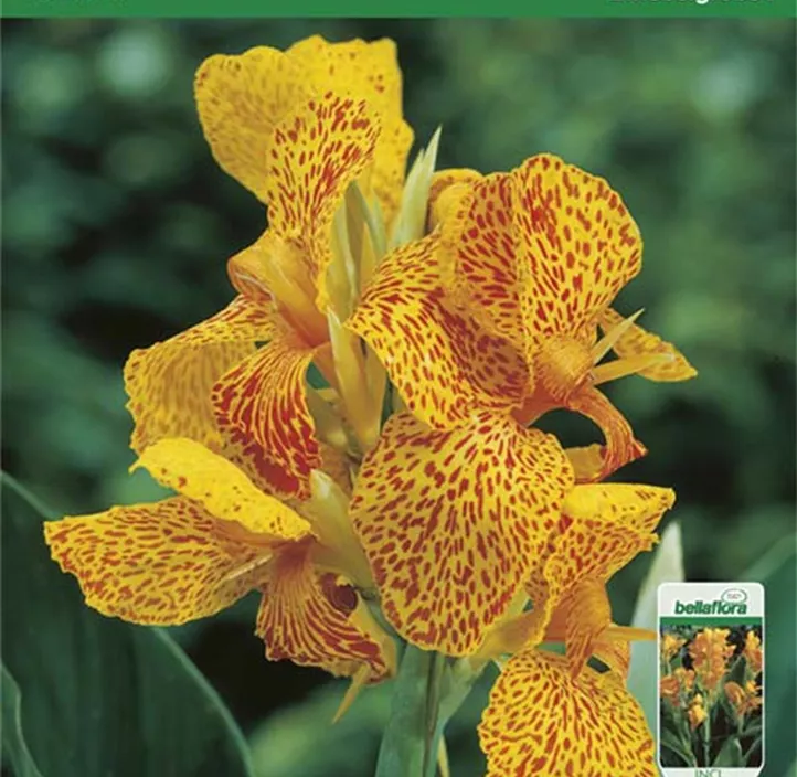 Blumenrohr En Avant Blumenrohr En Avant