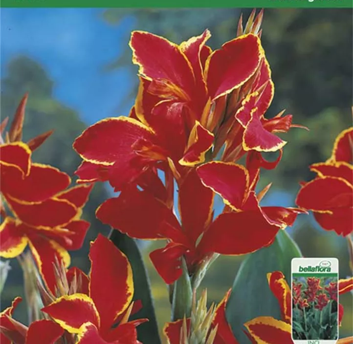 Indisches Blumenrohr Lucifer