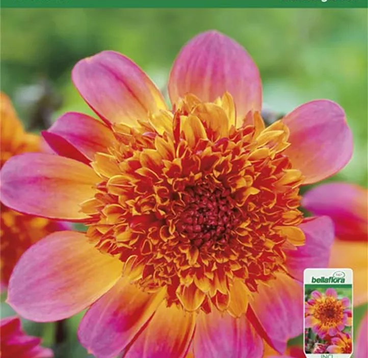 Dahlia Anemone Flowering 'Floorinoor' Dahlia Anemone Flowering 'Floorinoor'