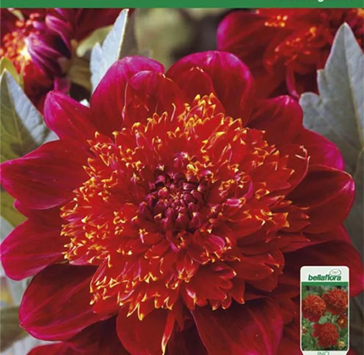 Dahlie Jive Dahlie Jive