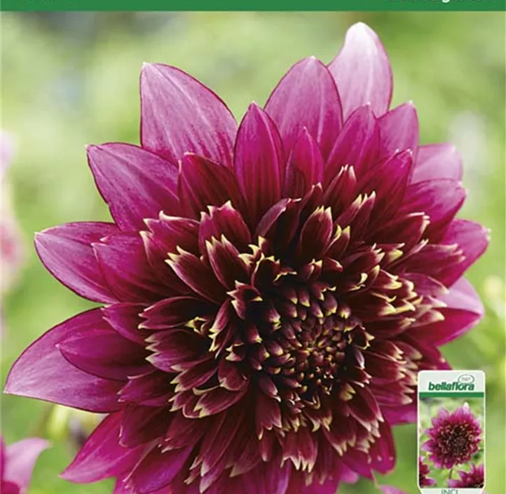 Dahlie Flowering Mambo Dahlie Flowering Mambo