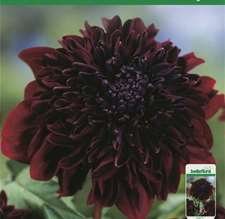 Dahlie Soulman Dahlie Soulman