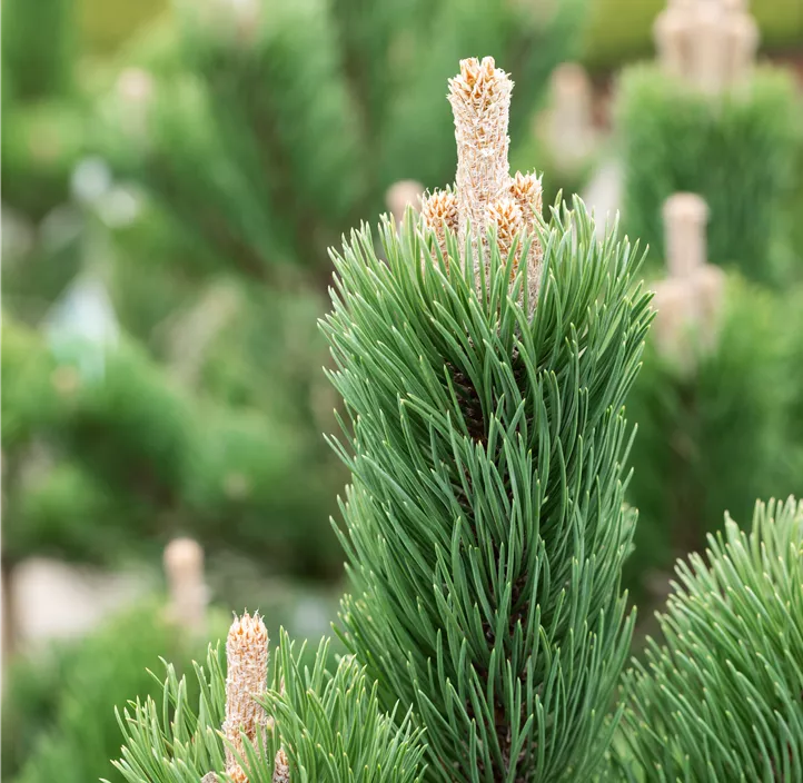 Schwarzkiefer 'Oregon Green' Schwarzkiefer 'Oregon Green'