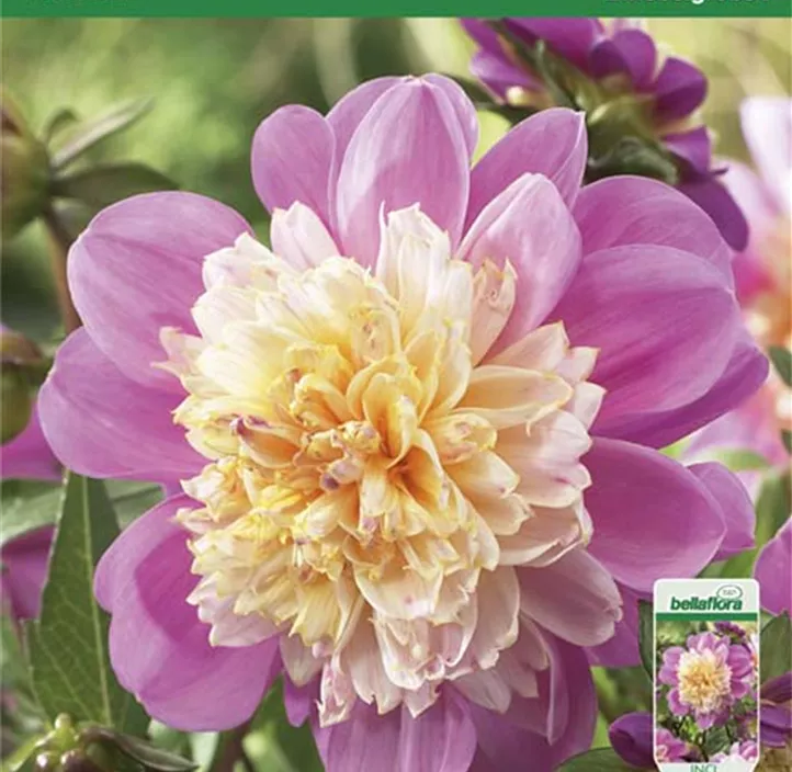 Dahlie Take Off Dahlie Take Off