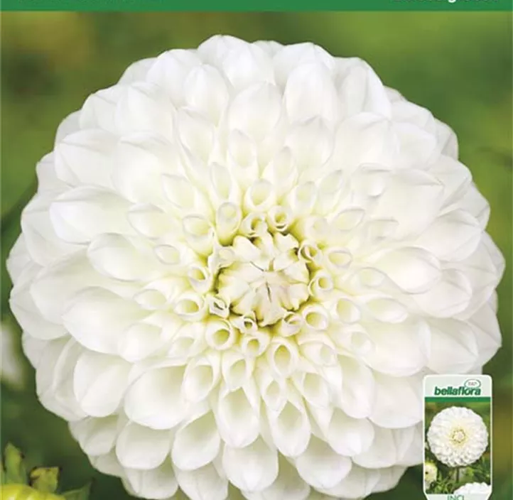 Dahlie Boom Boom White Dahlie Boom Boom White