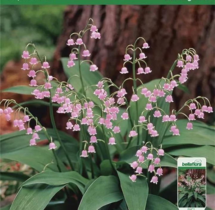 Garten-Maiglöckchen 'Rosea' Garten-Maiglöckchen 'Rosea'