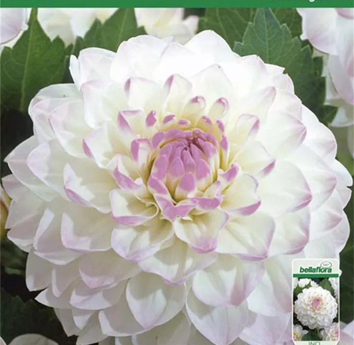 Dahlie Eveline Dahlie Eveline