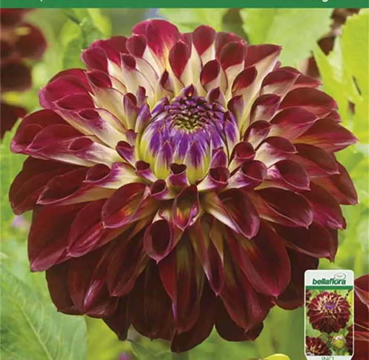 Dahlie Jowey Joshua Dahlie Jowey Joshua