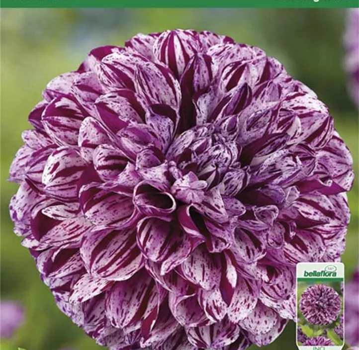 Dahlie Marble Ball Dahlie Marble Ball