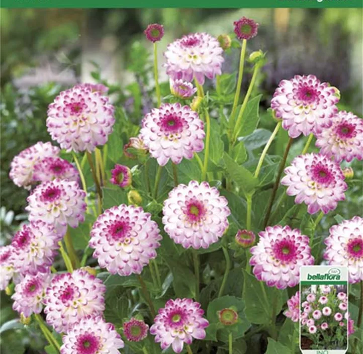 Dahlie Isa Dahlie Isa