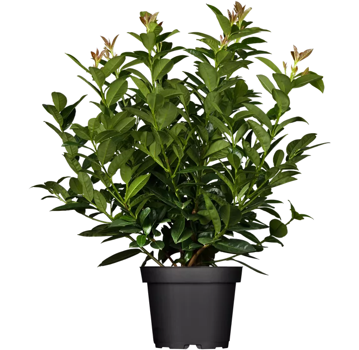 Kirschlorbeer 'Kleopatra'®