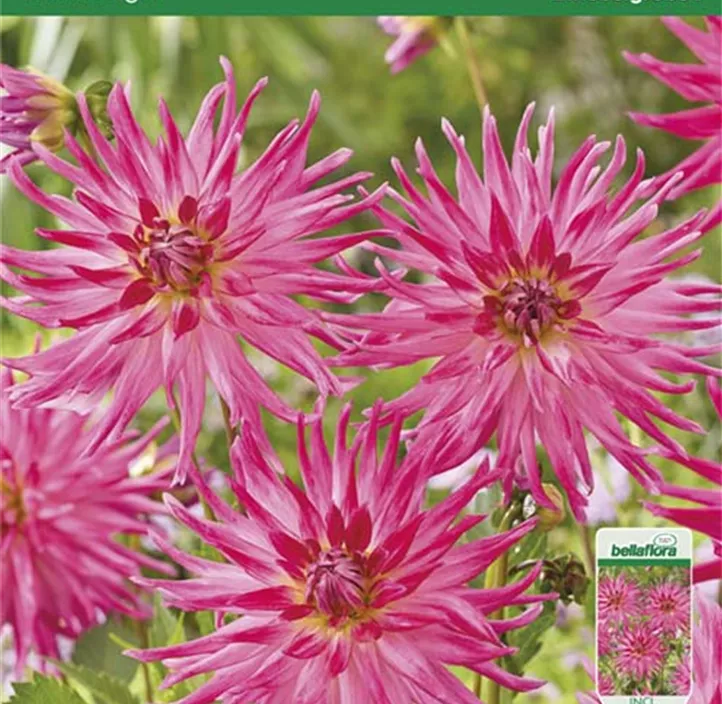 Dahlia Cactus 'Electric Light'