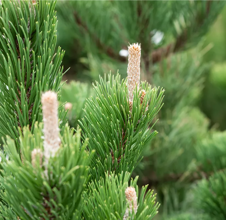 Schwarzkiefer 'Oregon Green' Schwarzkiefer 'Oregon Green'