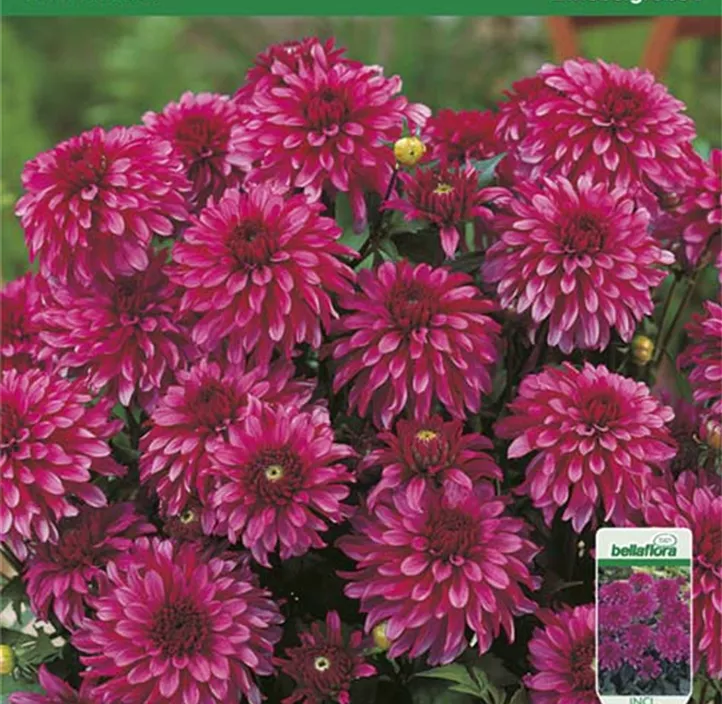 Dekorative Dahlie 'Gallery Art Nouveau' Dekorative Dahlie 'Gallery Art Nouveau'