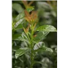 bellaflora Gartencenter GmbH