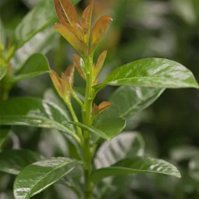Prunus laurocerasus Kleopatra